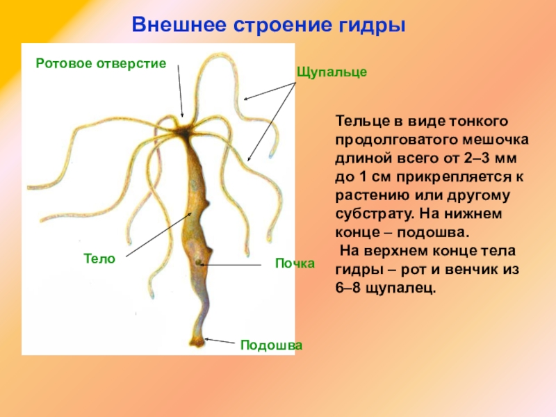 Kraken ссылка зеркало официальный сайт